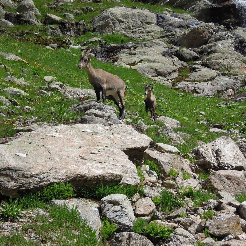 Tour du Mont Blanc with a private guide Chamonix Experience Chamex